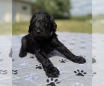 Small Photo #20 Goldendoodle Puppy For Sale in HOWARD CITY, MI, USA