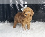 Small Photo #3 Maltipoo (Miniature) Puppy For Sale in WARSAW, IN, USA