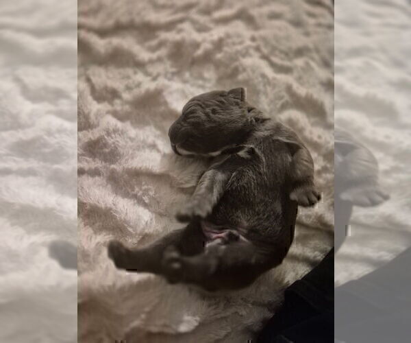 Medium Photo #22 Cane Corso Puppy For Sale in COLUMBIA, SC, USA