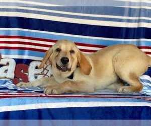 Labrador Retriever Puppy for sale in LANCASTER, PA, USA
