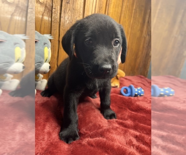 Medium Photo #8 Labrador Retriever Puppy For Sale in NEOLA, WV, USA