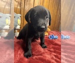 Small #7 Labrador Retriever