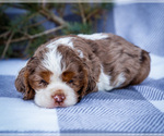 Small #2 Cocker Spaniel