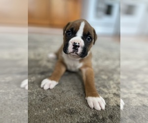 Boxer Puppy for sale in MANCHESTER, CT, USA