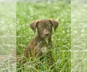 Labrador Retriever-Unknown Mix Dogs for adoption in Royal Palm Beach, FL, USA