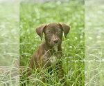 Small Labrador Retriever Mix