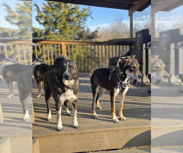 Medium Photo #4 Mutt Puppy For Sale in Aurora, IN, USA