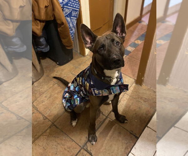 Medium Photo #5 German Shepherd Dog-Unknown Mix Puppy For Sale in Bronx, NY, USA