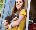Small Miniature Australian Shepherd