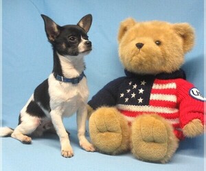 Chihuahua Puppy for sale in CABOOL, MO, USA