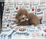 Small #6 Poodle (Miniature)