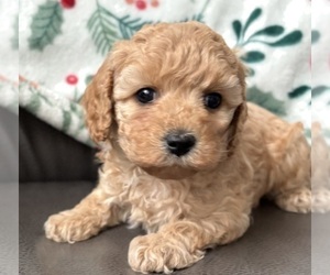 Cavapoo (Miniature) Puppy for Sale in WAUSEON, Ohio USA