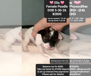 Poodle (Toy) Puppy for sale in TUCSON, AZ, USA