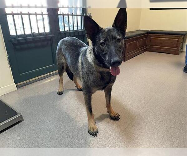 Medium Photo #1 German Shepherd Dog-Unknown Mix Puppy For Sale in Pasadena, CA, USA