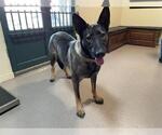 Small German Shepherd Dog Mix
