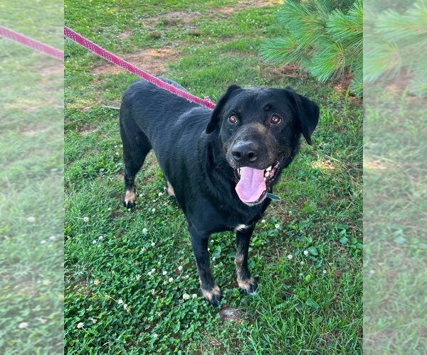 Medium Photo #2 Rottweiler-Unknown Mix Puppy For Sale in Evansville, IN, USA