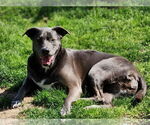 Small #6 Blue Lacy Mix