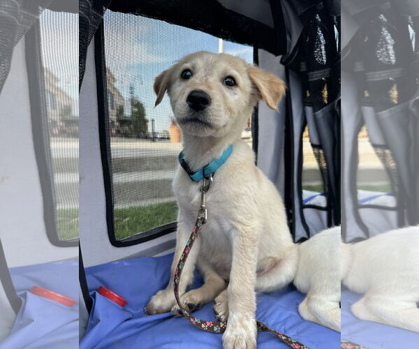 Medium Photo #5 Mutt Puppy For Sale in Germantown, OH, USA