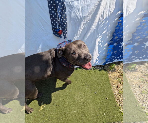 Medium Photo #4 American Staffordshire Terrier-Unknown Mix Puppy For Sale in Calhoun, GA, USA