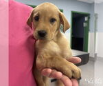 Small #1 Labrador Retriever Mix
