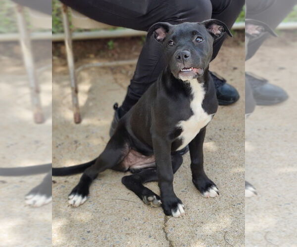 Medium Photo #7 American Staffordshire Terrier-Boxer Mix Puppy For Sale in Talladega, AL, USA