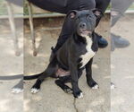 Small #6 American Staffordshire Terrier-Boxer Mix