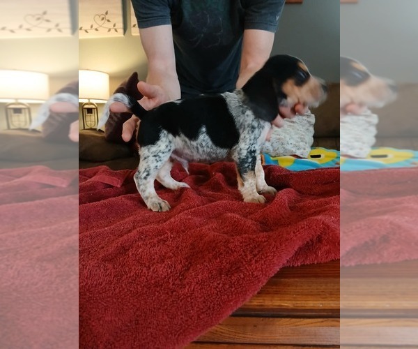 Medium Photo #3 Beagle Puppy For Sale in BOWLING GREEN, MO, USA
