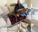 Small #45 American Staffordshire Terrier Mix