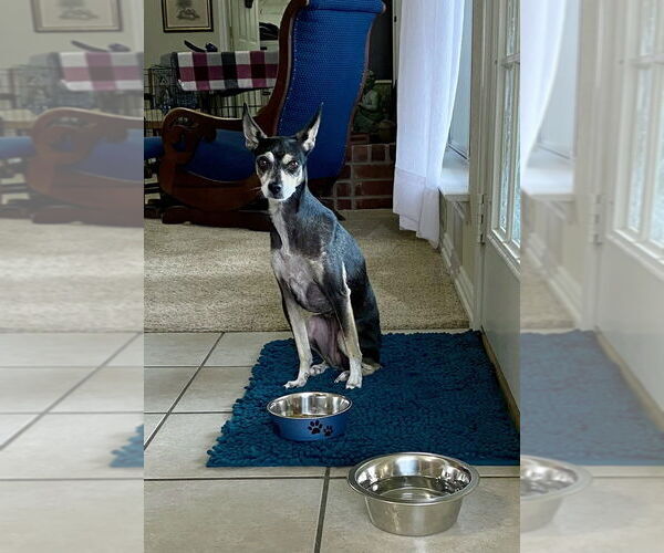 Medium Photo #2 Chihuahua-Unknown Mix Puppy For Sale in Oak Bluffs, MA, USA