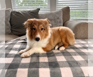 Shetland Sheepdog Puppy for sale in GREENWOOD, IN, USA