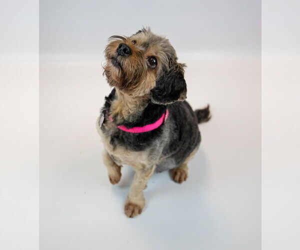Medium Photo #4 Silky Terrier-Unknown Mix Puppy For Sale in Kennesaw, GA, USA