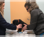 Small Photo #11 Labrador Retriever Puppy For Sale in NORTON SHORES, MI, USA