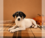 Small #2 Doberman Pinscher-Rat Terrier Mix