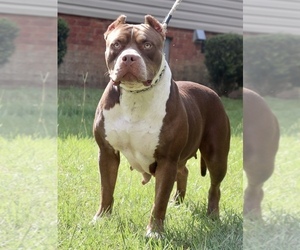 Mother of the American Bully puppies born on 10/08/2021