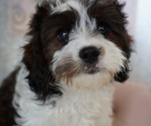 Cavapoo Puppy for sale in STUART, FL, USA