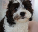 Image preview for Ad Listing. Nickname: Tyson