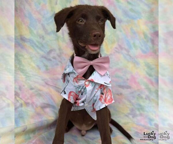 Medium Photo #1 Labrador Retriever-Unknown Mix Puppy For Sale in Washington, DC, USA