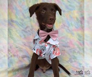 Labrador Retriever-Unknown Mix Dogs for adoption in Washington, DC, USA
