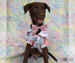 Small Labrador Retriever Mix
