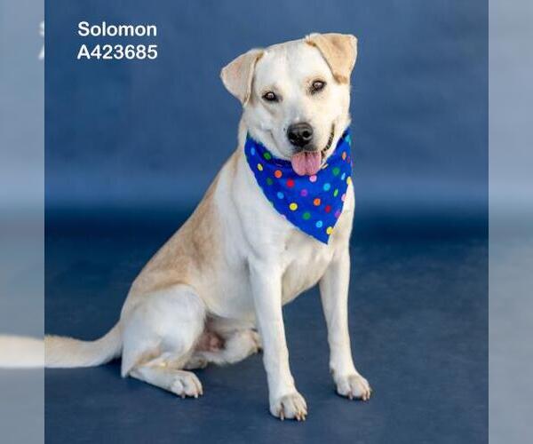 Medium Photo #1 Labrador Retriever-Unknown Mix Puppy For Sale in Conroe, TX, USA