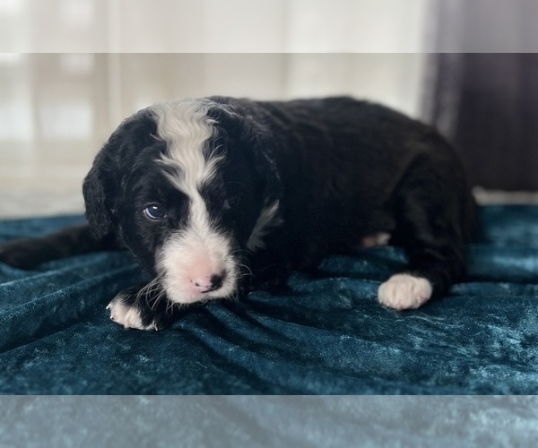 Medium Photo #4 Miniature Australian Shepherd-Miniature Bernedoodle Mix Puppy For Sale in BLUE SPRINGS, MO, USA