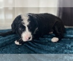 Small Photo #4 Miniature Australian Shepherd-Miniature Bernedoodle Mix Puppy For Sale in BLUE SPRINGS, MO, USA