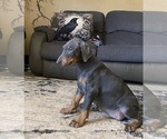 Small Photo #17 Doberman Pinscher Puppy For Sale in YUCCA VALLEY, CA, USA