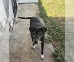 Small Labrador Retriever Mix