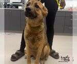 Small #1 German Shepherd Dog Mix