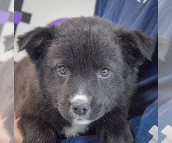 Medium Photo #6 Golden Retriever-Unknown Mix Puppy For Sale in Huntley, IL, USA