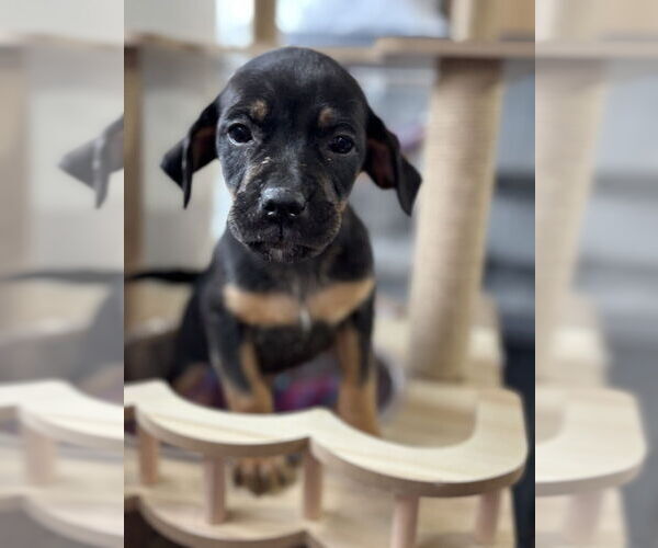 Medium Photo #5 Boxer-Unknown Mix Puppy For Sale in Mooresville, NC, USA