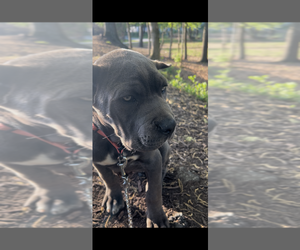 Cane Corso Puppy for sale in MCDONOUGH, GA, USA