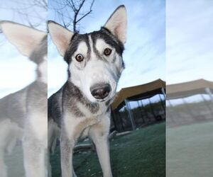 Alaskan Malamute-Huskies  Mix Dogs for adoption in Randleman , NM, USA