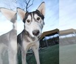 Small Alaskan Malamute-Huskies Mix